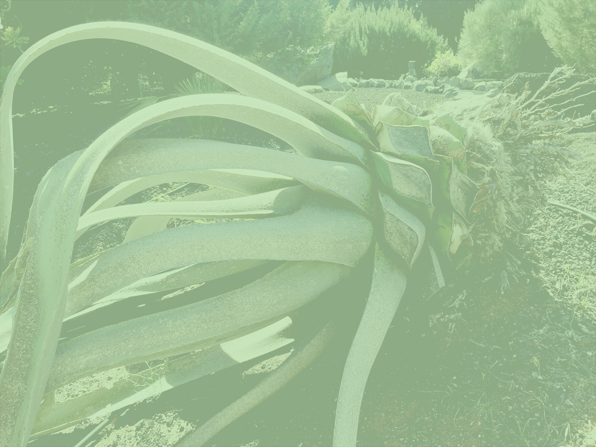 Aloe-gruen