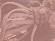 Organic Forms brand Figurative Thoughts