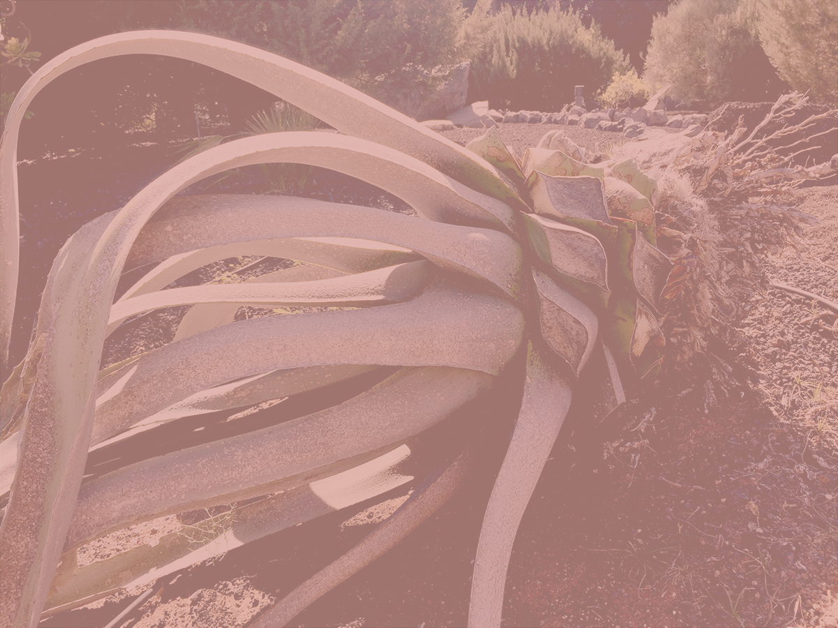 Aloe-roas